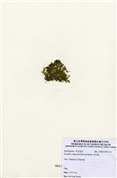 藏品(布氏藻)的圖片